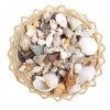 Coquillages à gogo !