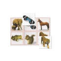 Maxiloto des animaux
