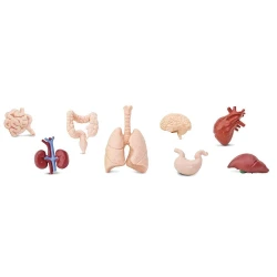 Figurines organes corps humains