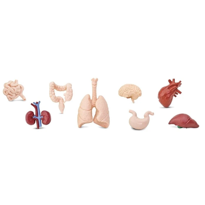 Figurines organes corps humains