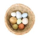Oeufs sensoriels par 8