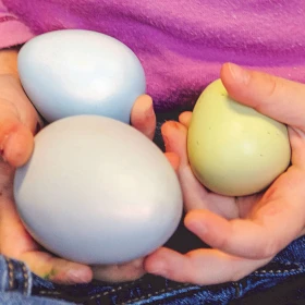 Oeufs sensoriels par 8