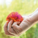 Balle pompon - petite 7,5 cm