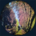 Disques thématiques projecteurs opti - Forêt