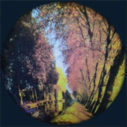 Disques thématiques projecteurs opti - Forêt
